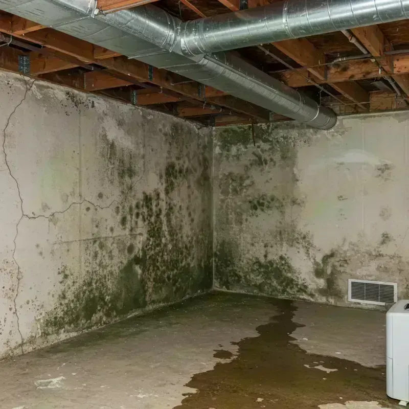 Professional Mold Removal in De Soto, IL